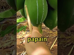 300USP-6000USP Actividad de la enzima papaína proteasa