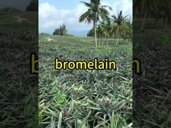 600GDU Enzima de bromelina Alimentos Hidrólisis de proteasa personalizada