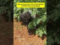 Enzima papaína 50TU/MG-1000TU/MG que proporciona la muestra de preparación de la enzima, orden mínimo 1 kg