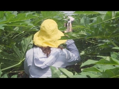 300USP-6000USP مقتطف البابايا إنزيم بروتيز نشاط إنزيم مخصص