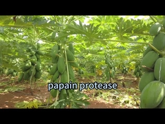 Proteína hidrólisis Extracto de levadura Enzimas proteolíticas Papaya 50TU/MG-1000TU/MG