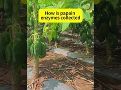 proteasa de papaya 300USP-6000USP de grado alimenticio y farmacéutico personalizado