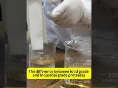 Enzima proteasa alcalina 2,4 l Utilizado para el procesamiento de péptidos proteicos