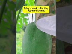 Enzima orgánica de la papaya en polvo, completamente soluble en agua