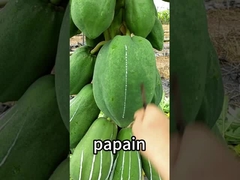 Proteasa de la papaya 300USP-6000USP