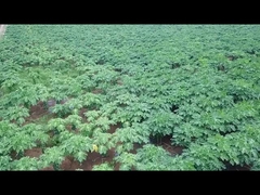 Enzima papaína de papaya 300USP-6000USP Utilizado para proteínas, piensos y medicamentos