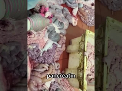 enzimas del jugo pancreático 2000 FSSC22000, MUI, certificación del sistema Kosher