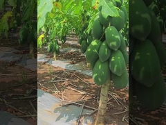 Enzima proteasa de la papaya 300USP-6000USP Productores de proteasa, base de plantación de materias primas,
