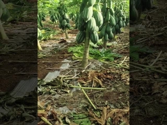 Papaína de la papaya 50TU/MG-1000TU/MG Para alimento proteico y medicina que personaliza la actividad enzimática