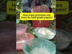 Fabricantes de enzima papaína 300USP-6000USP Proteasa,