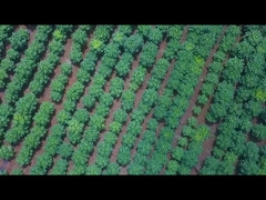Papaya en polvo de enzimas 1000TU/MG,fabricantes de papaya, preparados de enzimas tienen ventajas de precio