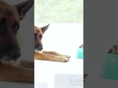 Alimentos proteolíticos Proteasa alcalina 300000 u/g para alimentos y medicamentos con proteínas