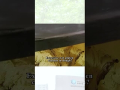 Papaína reductora de gluten de harina de galletas