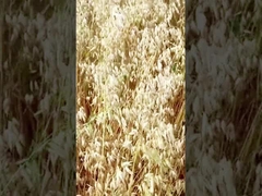 Grado alimenticio y grado industrial de la alfa amilasa bacteriana