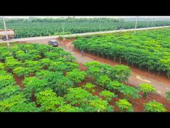 فعل-أعلى إنزيم الباباين